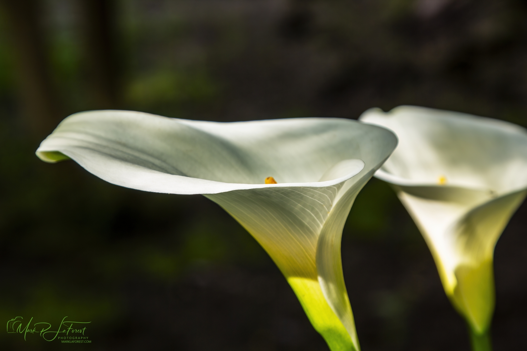Calla Lily, Barcelona, Span